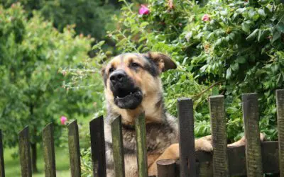 Mans Best Friend